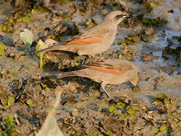Grijze koevogel (Agelaioides badius)